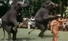  Click to Play Video 
